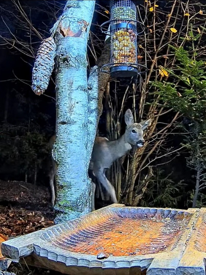 livebirdspoland_26ba87850b88f5b2e8321a3582ebc542.jpg