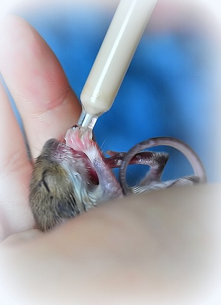 livebirdspoland_c65543d103741fa35475630cbe25d572.jpg
