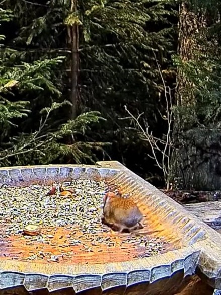 livebirdspoland_988d9734a07803078b276b81bc9e0aa1.jpg