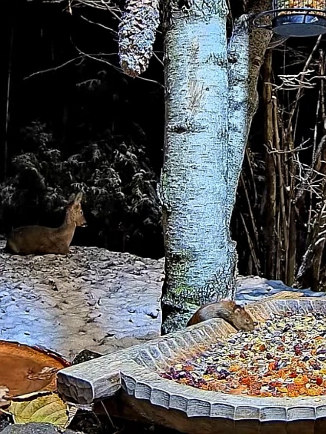 livebirdspoland_868785a4642b3bc842722e6642b2d6f9.jpg