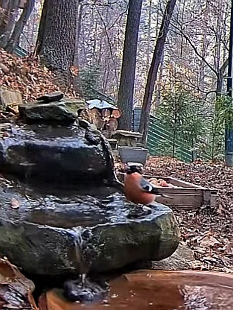 livebirdspoland_21f1def0086db7035ba9d5bdb6487977.jpg