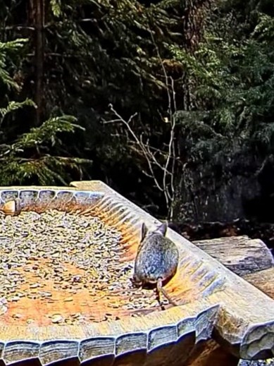 livebirdspoland_44ebee6e0dcb293625dfb9e513bb3b4f.jpg