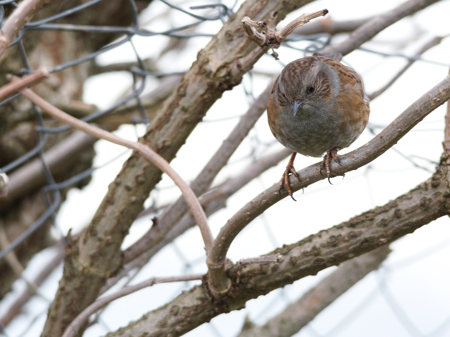 livebirdspoland_da2d0d5412531d00a269919cc2adc2b5.jpg
