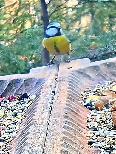 livebirdspoland_2bfb07c08343a9c06545f24076fad689.jpg