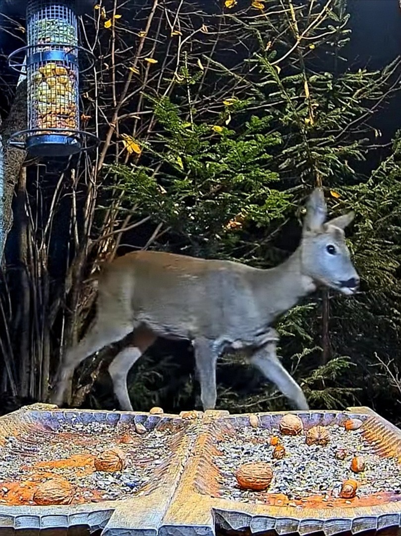 livebirdspoland_b01018a370fc89bf7a616b91d4ea0f03.jpg