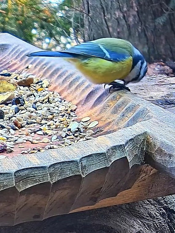 livebirdspoland_b1b096c2354510c160ffc910b597ddf9.jpg