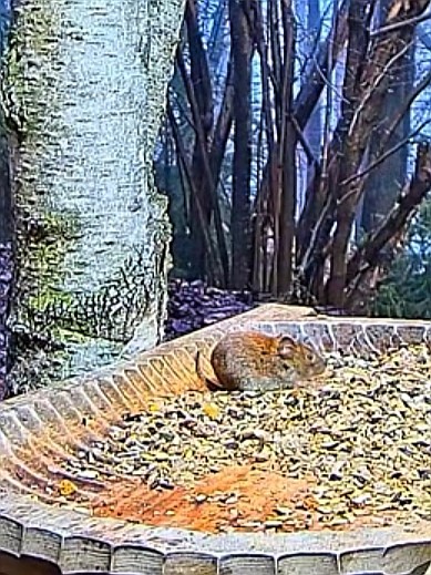 livebirdspoland_5209fbb37f59ec4c3424a62b559a3fe7.jpg