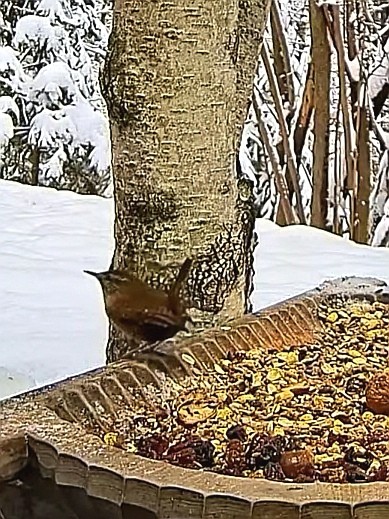 livebirdspoland_53bd9bae535e5880cd922ae83c56c1d9.jpg