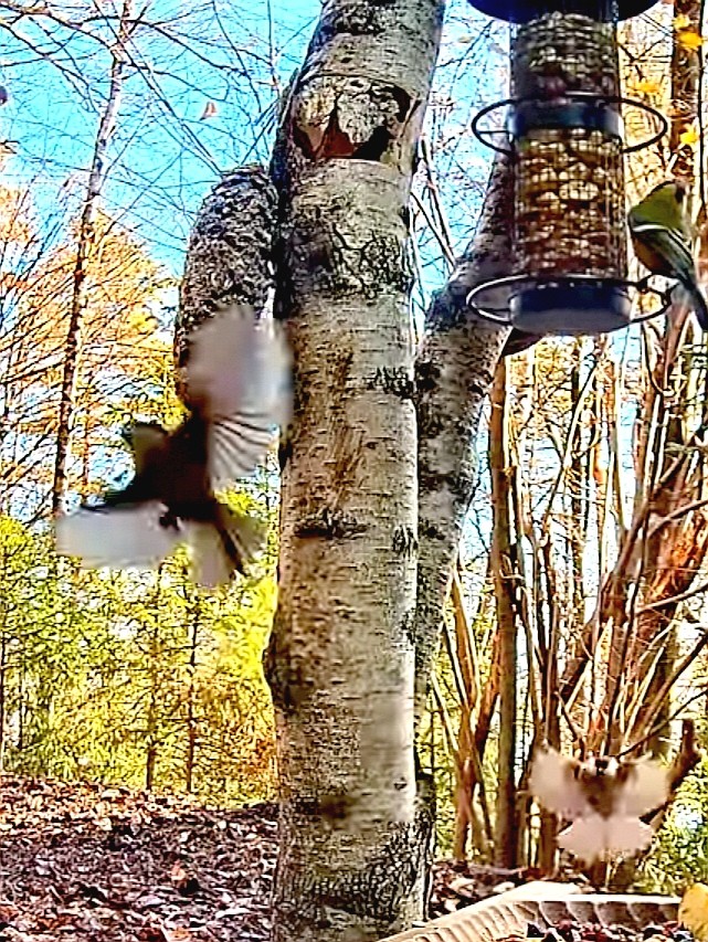 livebirdspoland_91eab653646ddeb6b7663610e9f4eb8c.jpg