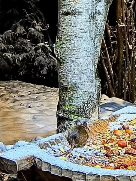 livebirdspoland_9296d3f08fe96603be35831131cad708.jpg