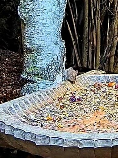 livebirdspoland_3bc2178a08d722488582297c81682cce.jpg