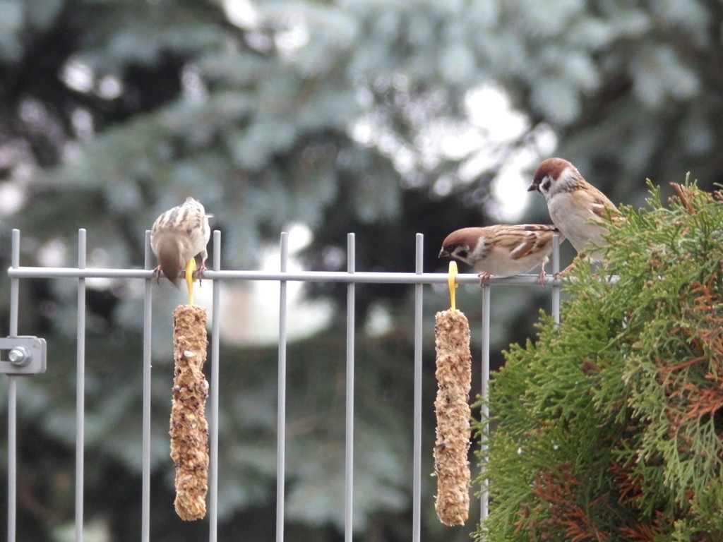 livebirdspoland_7b3d37b82d48c07ea6111740da9370c2.jpg