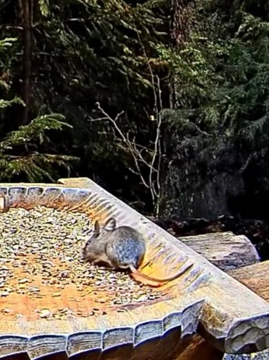 livebirdspoland_7b464eb60af32d56dbb6aad732218bfc.jpg