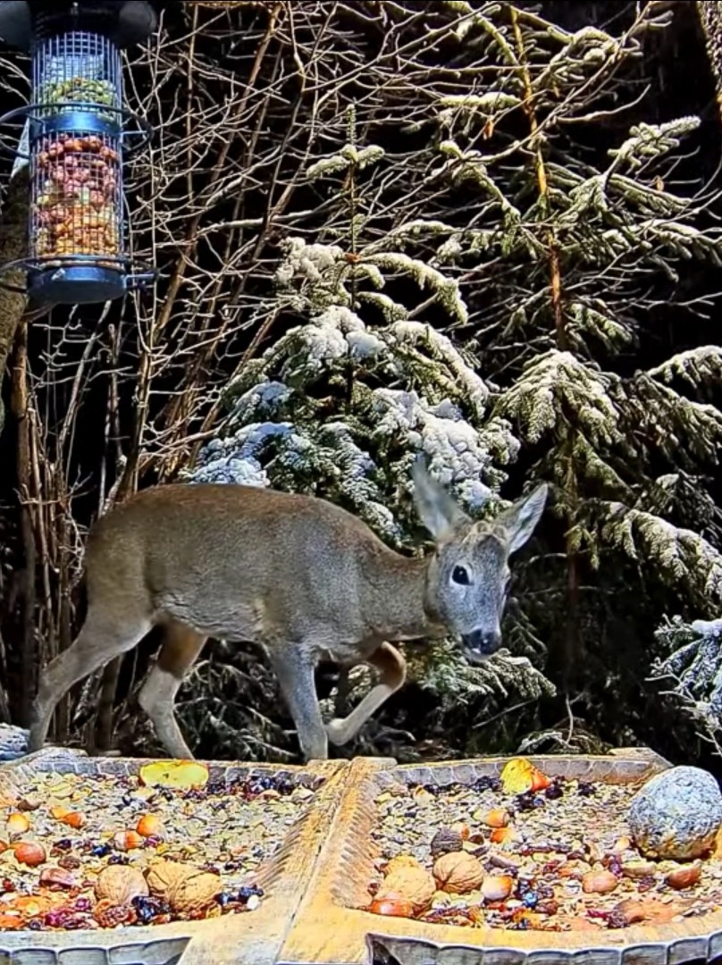 livebirdspoland_2496cf18488caf93fc933142e18bfd50.jpg