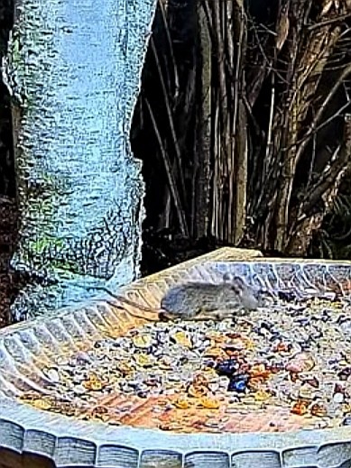 livebirdspoland_dee77c2e63eee6e75a6f59b6cc30f35a.jpg