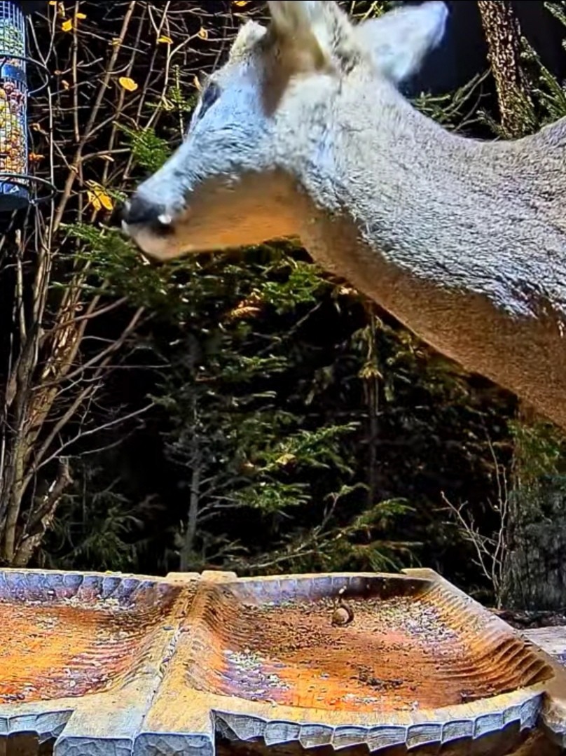 livebirdspoland_798a6a8ec8909780fd19776bdbb36ed9.jpg