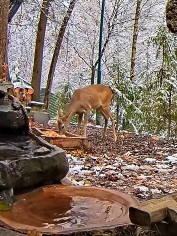 livebirdspoland_c017b76e730b1f826c1c290949aa5308.jpg
