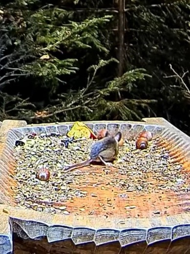 livebirdspoland_08ce4ba304271f3cd0a54fd68b06e6e6.jpg