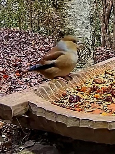 livebirdspoland_c6b9d68dc0dbff4485d0954e709ce401.jpg