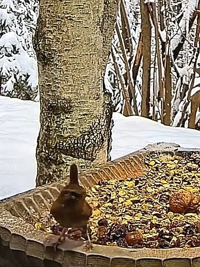 livebirdspoland_99de179f152e8865fd416d9dc5dd2c55.jpg