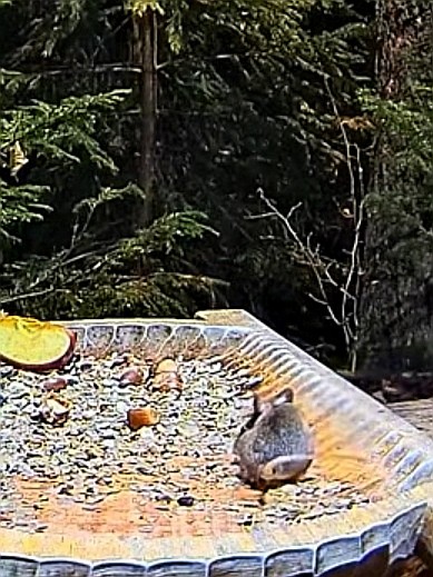 livebirdspoland_845003448ff0f3ced2622c55a634a51e.jpg