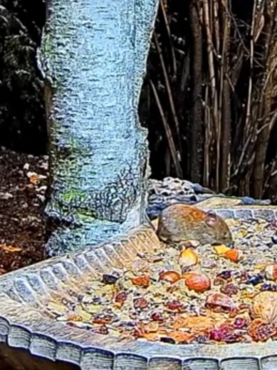 livebirdspoland_fd4586e98f8b4d6c7ab3910e94e07452.jpg