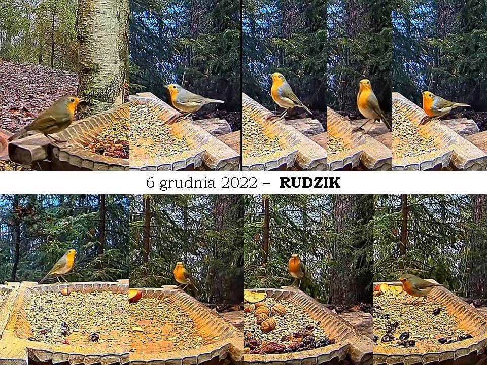 livebirdspoland_fd918491271b190df37871bdcc6aea25.jpg
