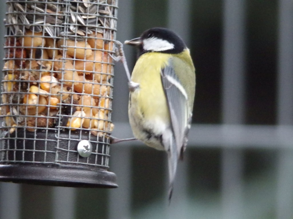 livebirdspoland_abed0aa6b88507bc7176ca28b1a988cb.jpg