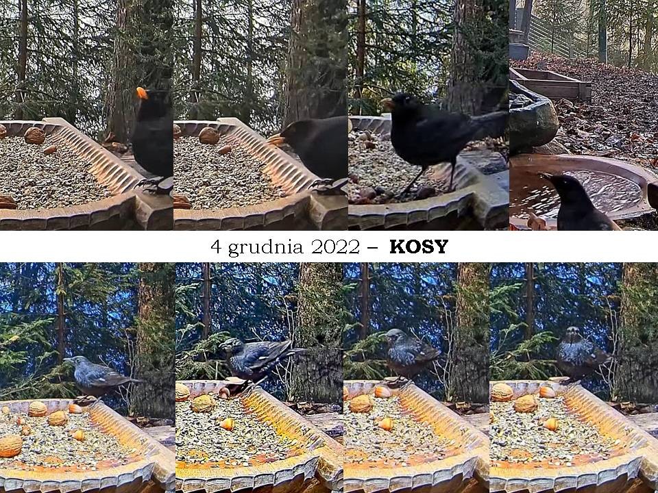 livebirdspoland_83ca87646a4f7f5ffefdbf0d49e36838.jpg