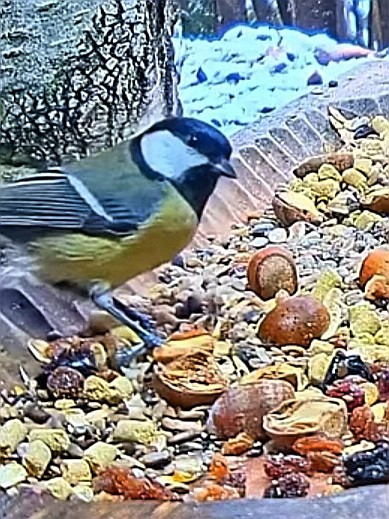 livebirdspoland_4237c1231827bdeac31c172ef4fe1e8e.jpg