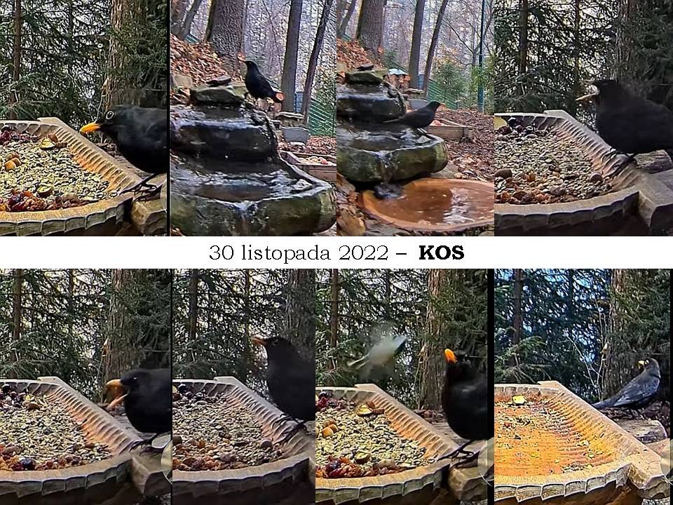 livebirdspoland_5272463b02aba4d473be77360ad82dd4.jpg