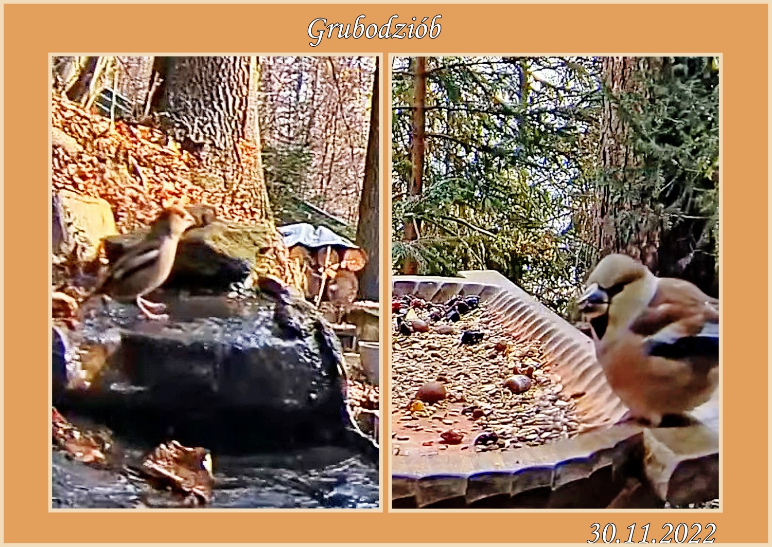 livebirdspoland_4c5187f7ba5edcab531ff5c6919cd3e8.jpg