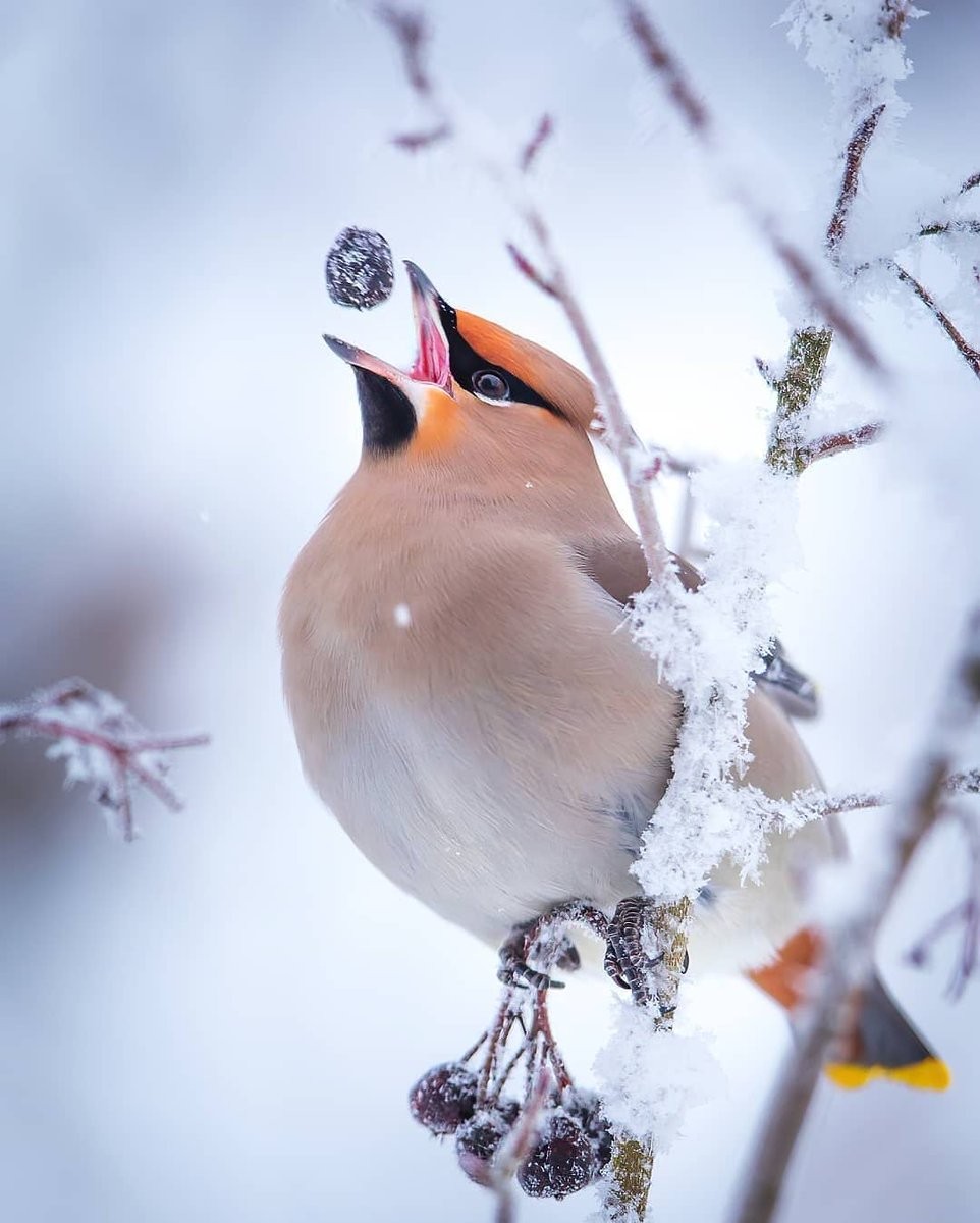 livebirdspoland_b8f6bf17454c788af91c99417058d356.jpg