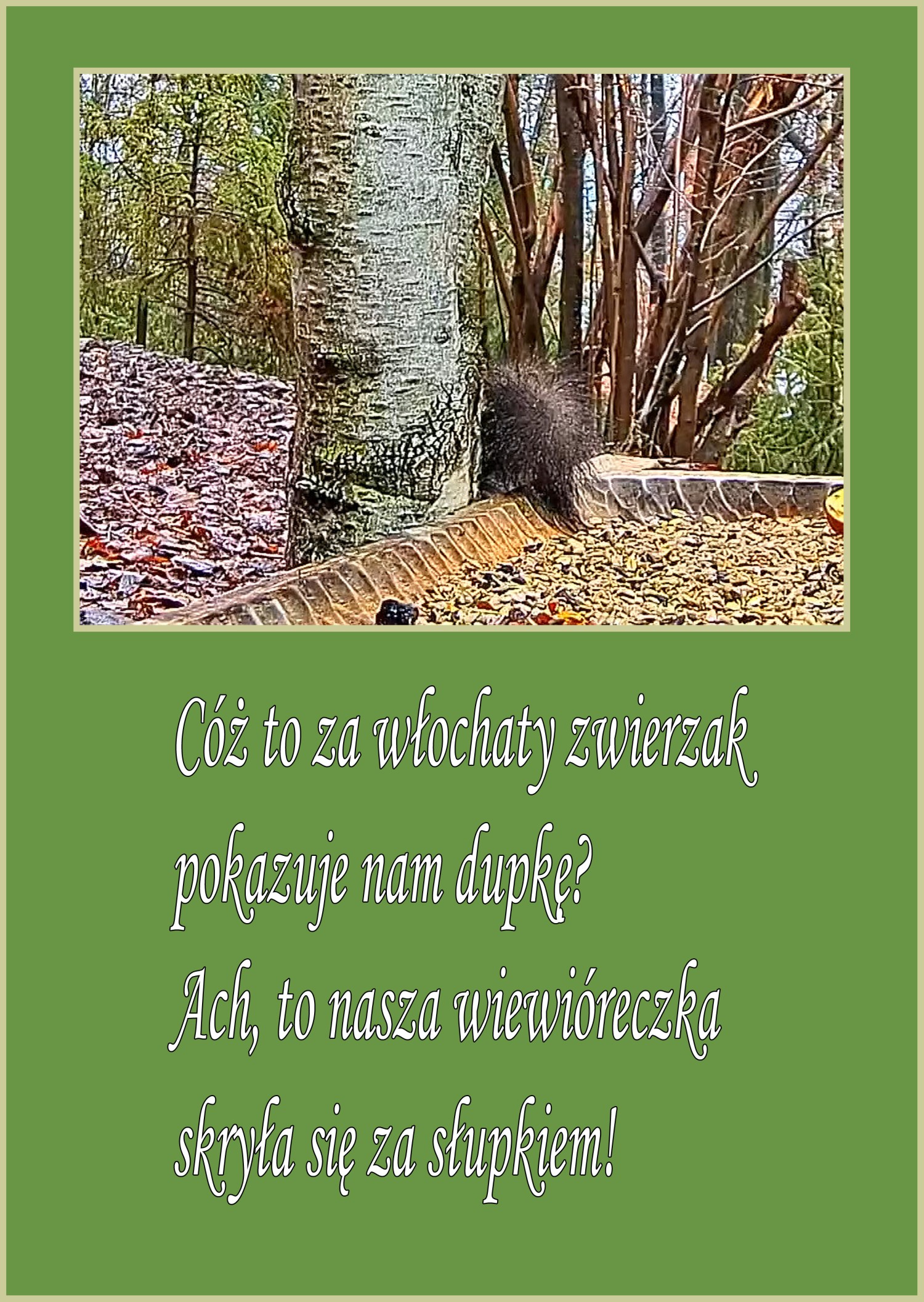 livebirdspoland_a714983599c64cc60e29b340792bbe8d.jpg
