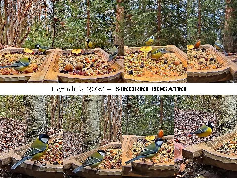 livebirdspoland_5c93549d064e0482a09e40787b322237.jpg