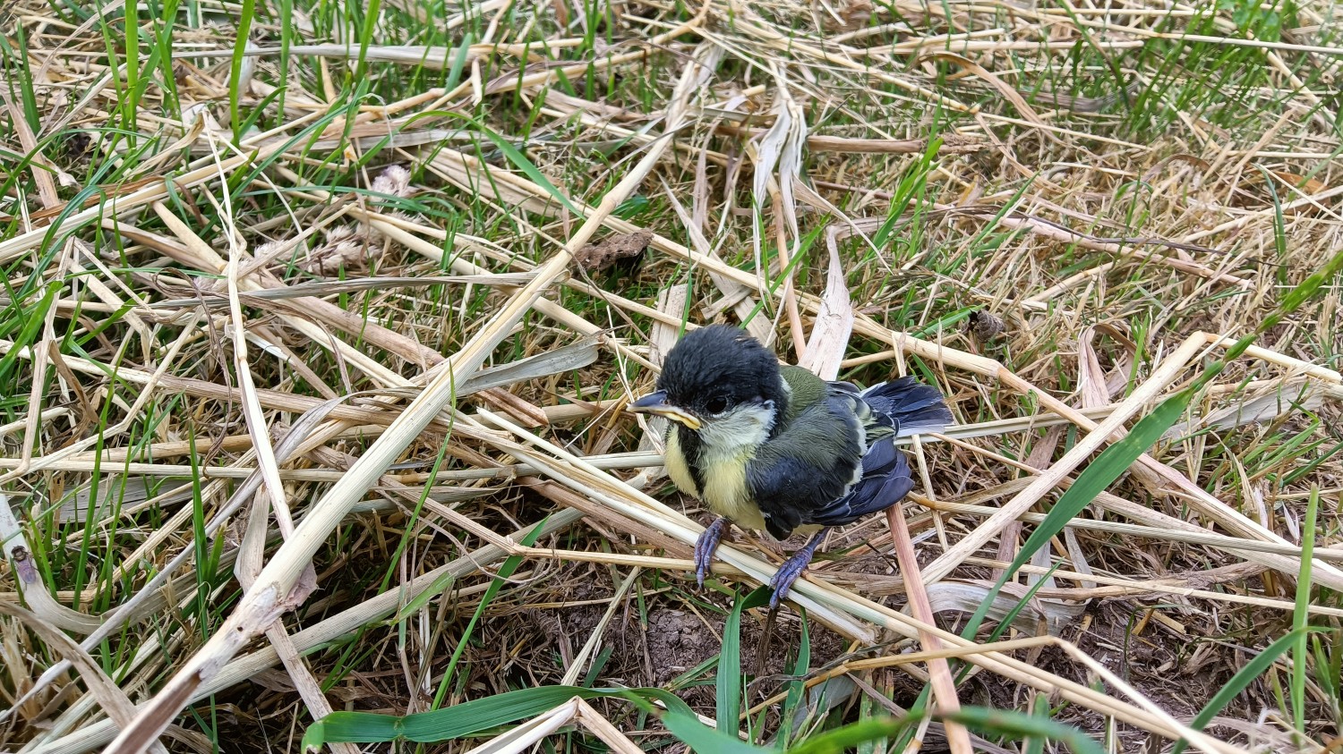 livebirdspoland_3c4e340b94d6e945f5ff651d21aca5dc.jpg