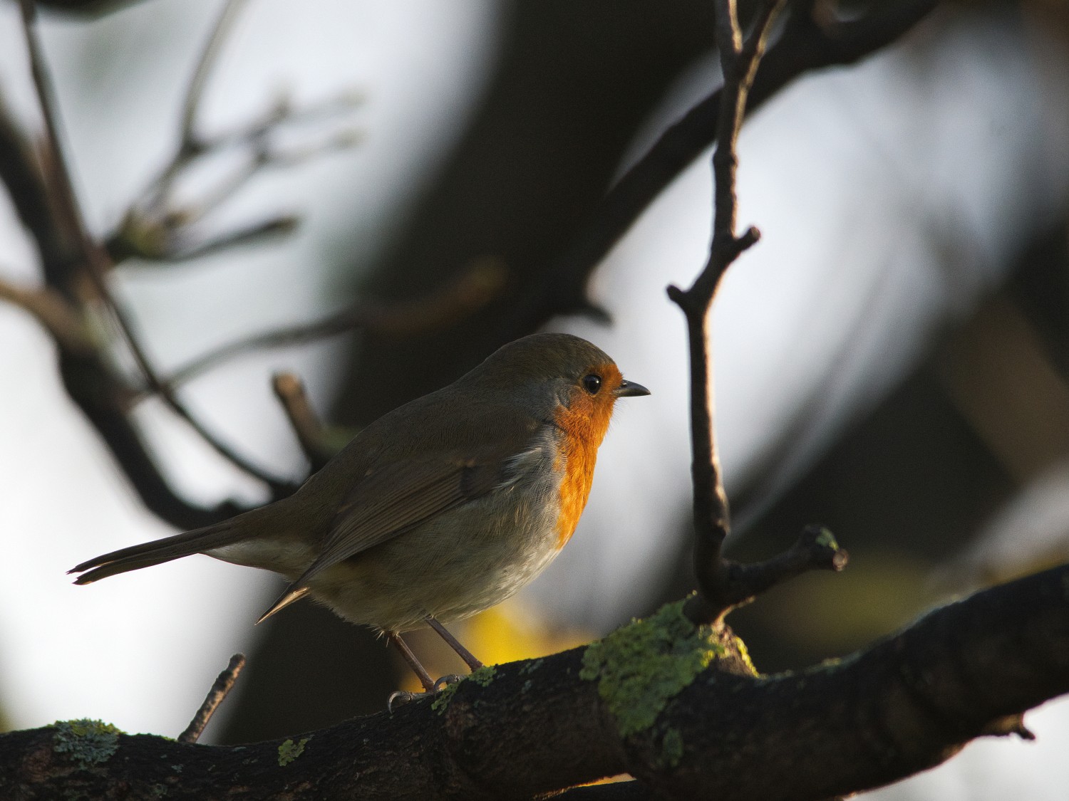 livebirdspoland_c83bfc82afe6df653a9c0007bd711a05.jpg