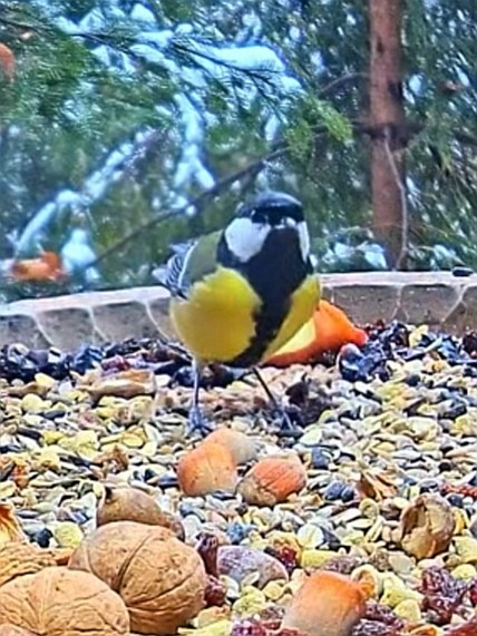 livebirdspoland_9730fc760ab0c83f17b00cbdd237b045.jpg