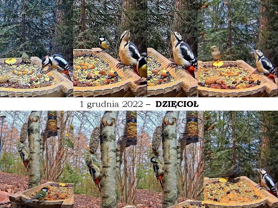 livebirdspoland_ab0b6934a3090377a58d421d335d2e3b.jpg