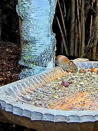 livebirdspoland_109a9efb4c3c27188d6dc1aef0d687b2.jpg