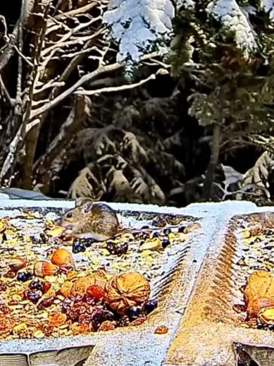 livebirdspoland_2760c26d1f547ef5e6a34422082790d5.jpg