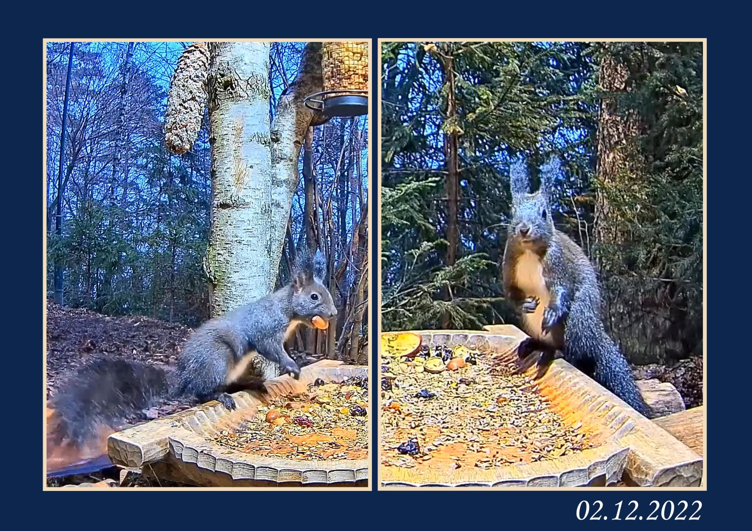 livebirdspoland_d30f6f7b03136140c10f2f9283ad3291.jpg