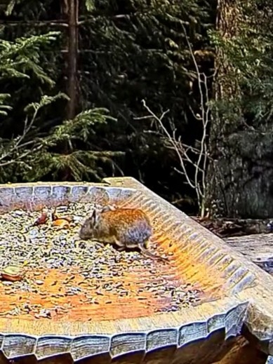 livebirdspoland_54d801c44d0a3e0655489c7d325f0e65.jpg