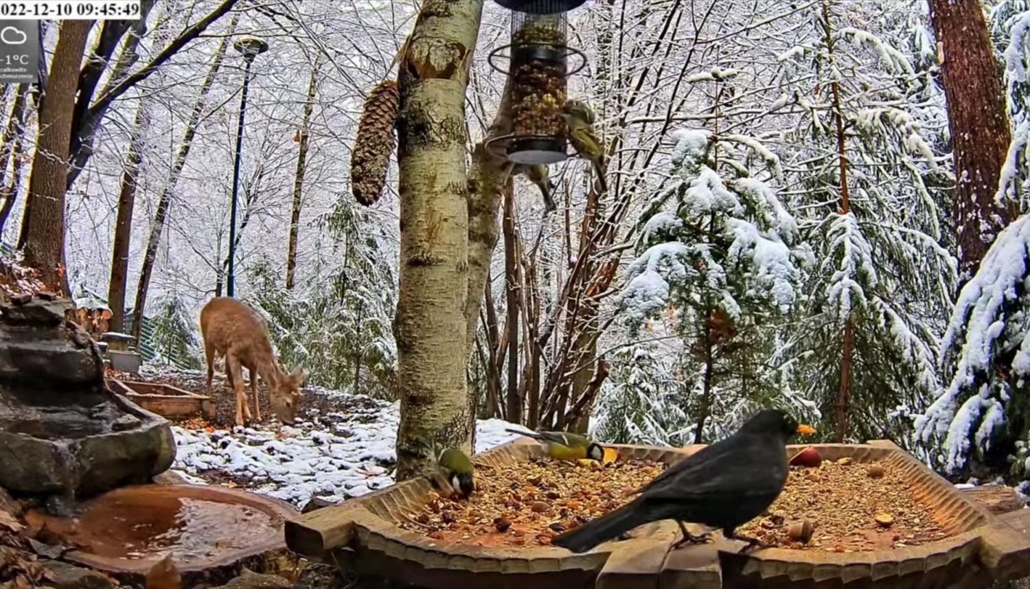 livebirdspoland_078c5cda0b5f833d5e15bb107851465a.jpg