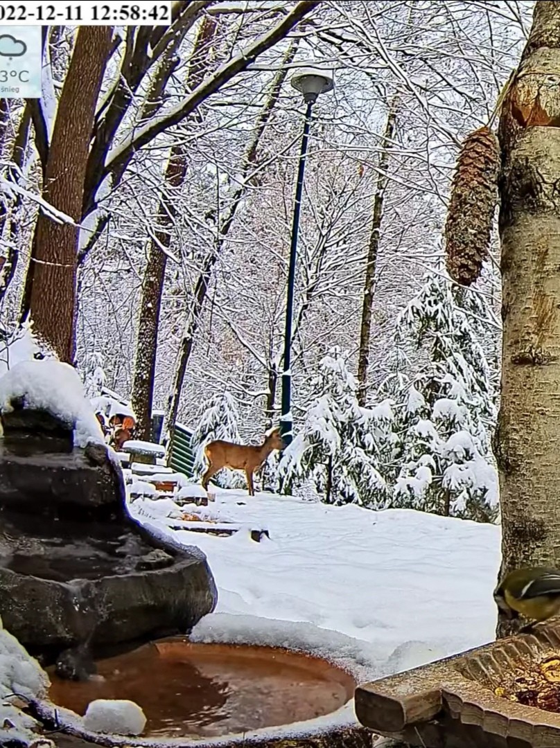 livebirdspoland_1aa75f32f4f0c3b01a931138642f5096.jpg
