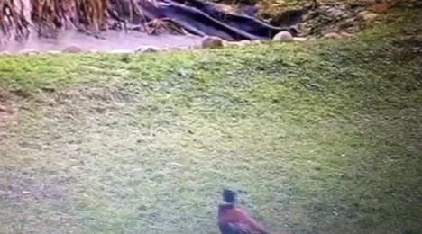 livebirdspoland_f7c258622f2708a26662c08c102cdcec.jpg