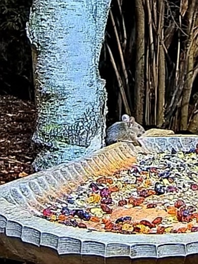 livebirdspoland_63a482246ea2d3a0e1c9211c34db3985.jpg