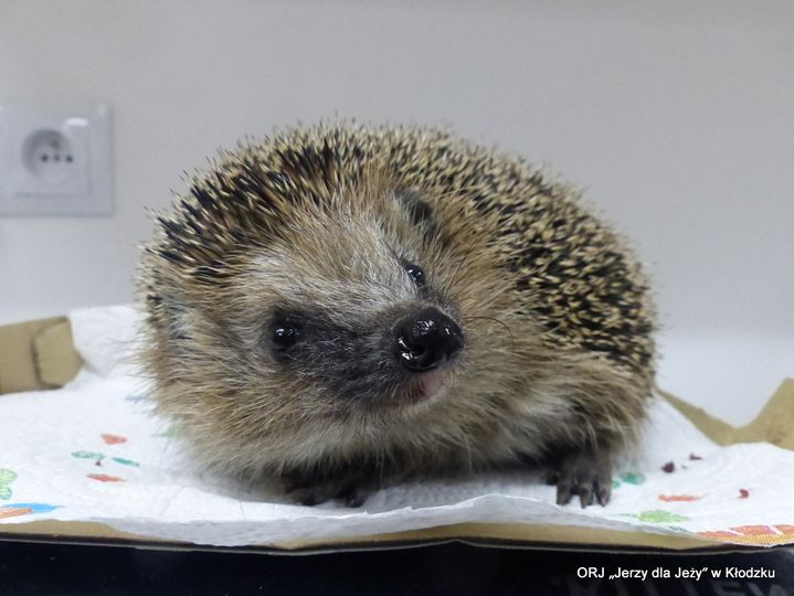 livebirdspoland_04183647c688906cb2e81046a0509918.png
