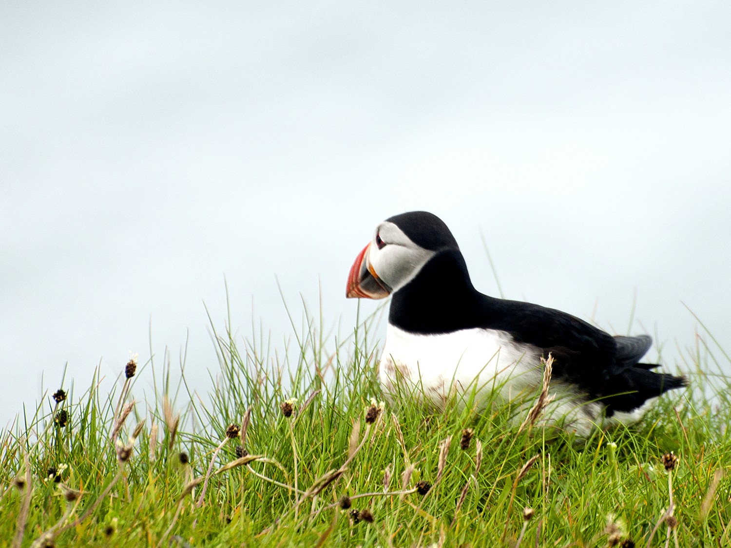 livebirdspoland_7535f188f2332a0a243d90beceea5785.jpg
