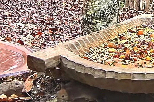 livebirdspoland_4b71cb44817c56b173dcee2eb9a48a78.jpg